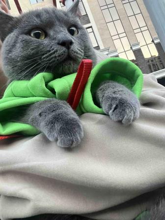 Отдам в добрые руки! Котика