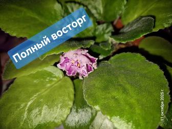 Продам фиалки комнатные