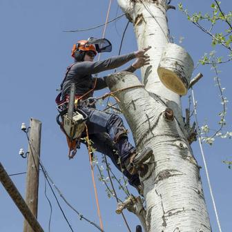 Спил, кронирование деревьев спил веток