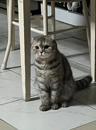 Отдам кошку с котенком бесплатно