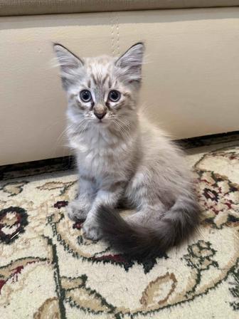 Котенок Люциус с документами!