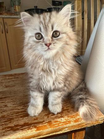 Продам котенка шотландский scottish страйт, 2 месяца , девочка.