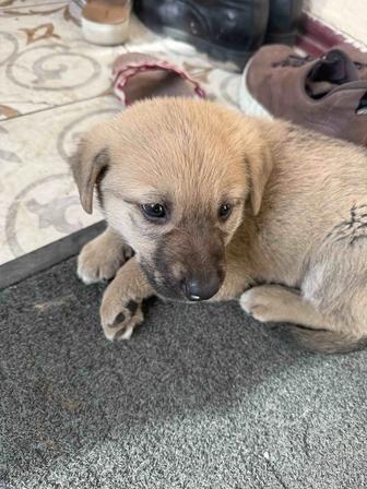 Животные щенок