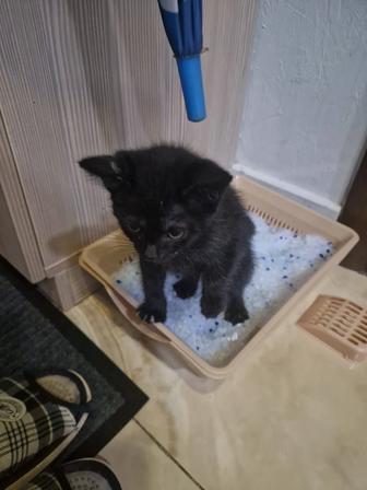 Отдаю котенка, в хорошие руки. 2 месяца котенку. Лоток и корм в придачу.