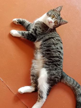 Котик в поисках дома