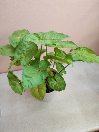 Комнатные цветы ухоженные