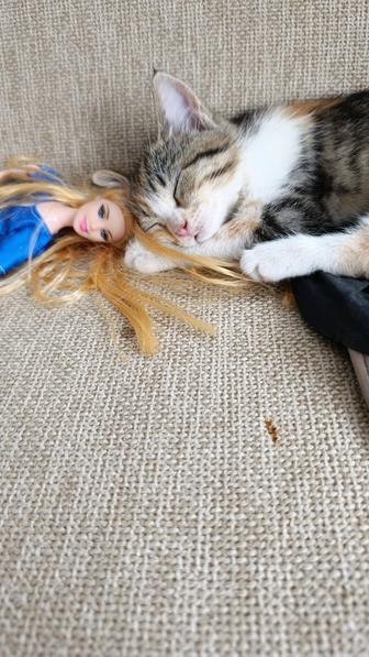 Котенок в добрые руки