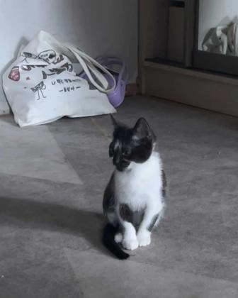 Котенок 3 мес