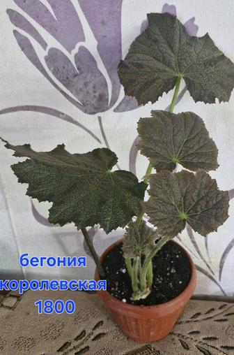 Домашние цветы