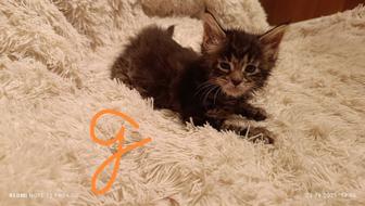Котята Мейнкуны