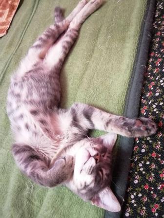 Шарм - имя, котик 6 месяцев