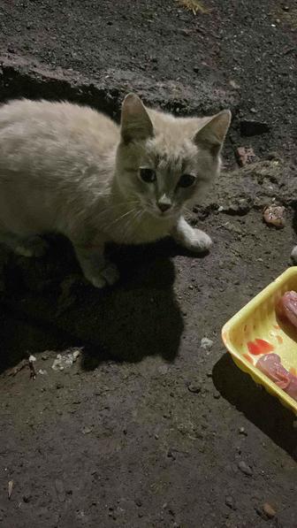 Котята ищут дом