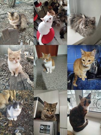 Кошки в добрые руки