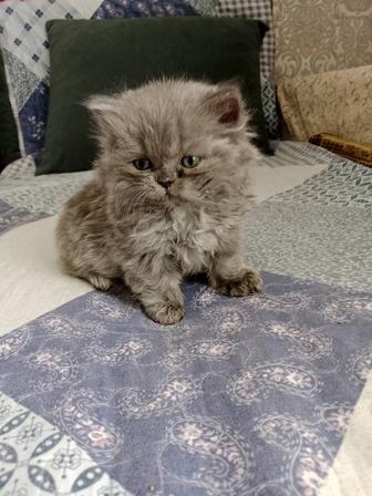 Кошки
