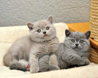 Британские мплыши