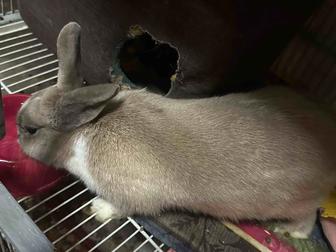 Крольчиха взрослая