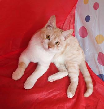 Шикарный котик 6 месяцев!