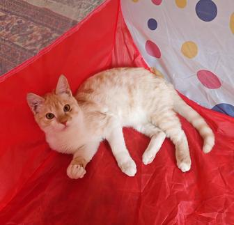 Котик 6 месяцев мальчик!