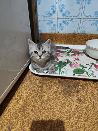 Кошки