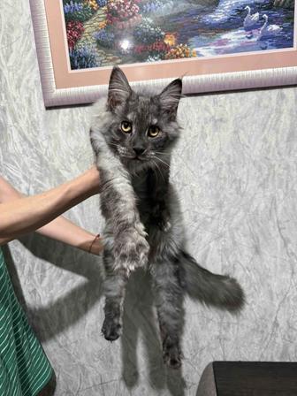 Шикарные котята породы Мейн-кун