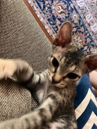 Котенок велюровый сфинкс