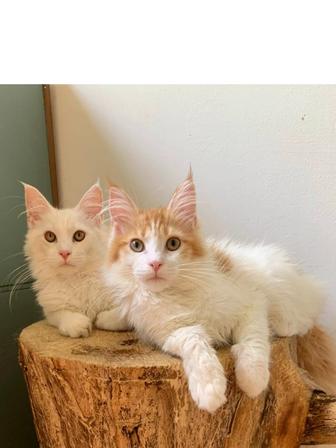 Котята мейнкун с родословными