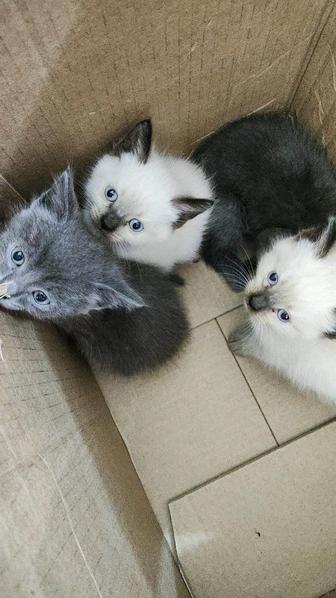 Отдам котят