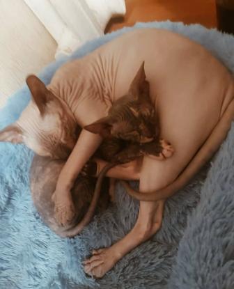 Продам сфинксов в хорошие руки