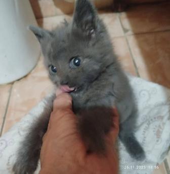 Отдам котенка