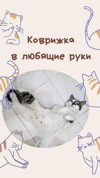 Кошка в добрые руки, бесплатно