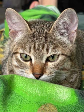 Кошка отдам в хорошие руки