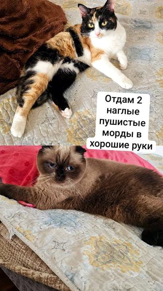 Отдам в хорошие руки двух ласковых котеек.