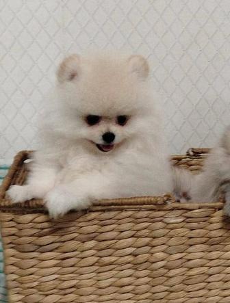 Отдам в хорошие ручки щенка шпица .