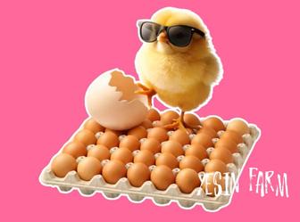 Ломан браун инкубационные яйца несушки отличные несушки