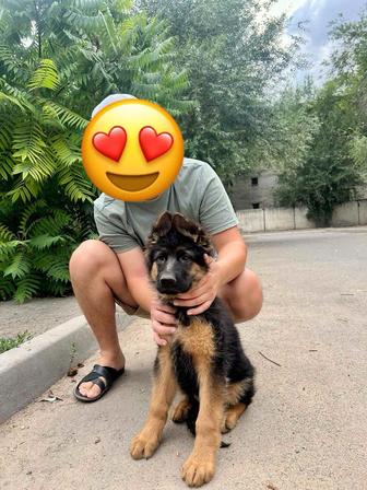 Немецкая овчарка