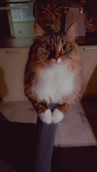 Отдам кошку в хорошие руки!