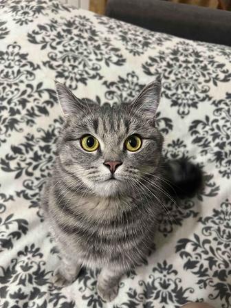 Срочно Отдам в любящие руки породистую кошку