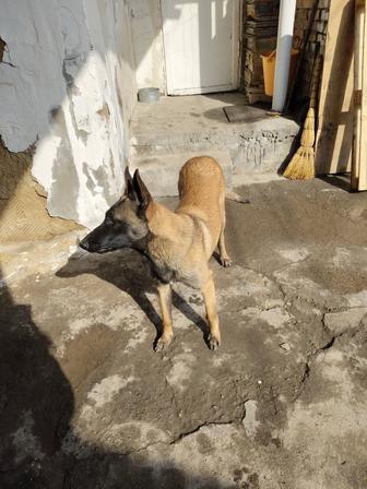 Продам собачку в хорошие и добрые руки порода малинуа бельгийская овчарка