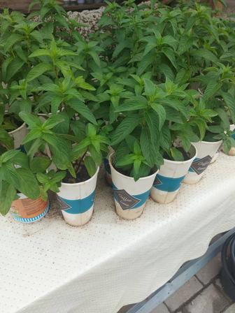 Продам мяту
