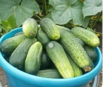 Продам огурцы домашние