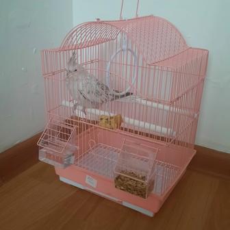 Продам попугай с клеткой