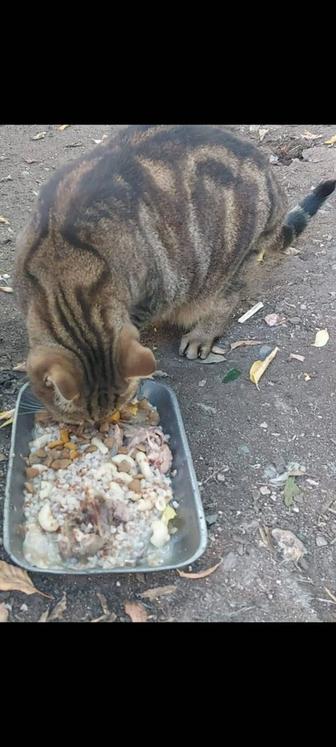 Ищем дом коту