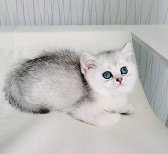 Британские котята