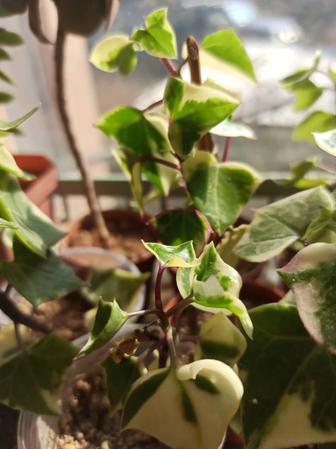 Крестовник вариегатный / Senecio variegata