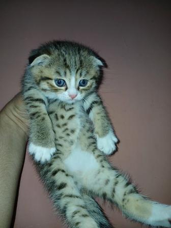 Продается шотландский котенок девочка