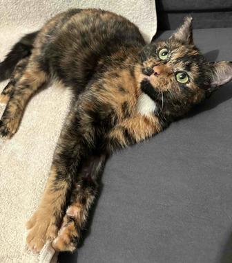 Красавица кошечка ищет дом