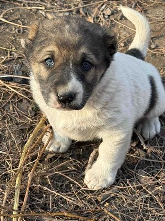 Продаются щенки алабая