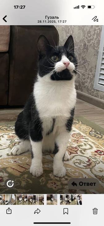 Ищу добрых хозяев котенку