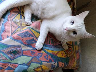 Отдам кота
