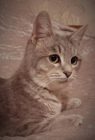 Пристройство животных